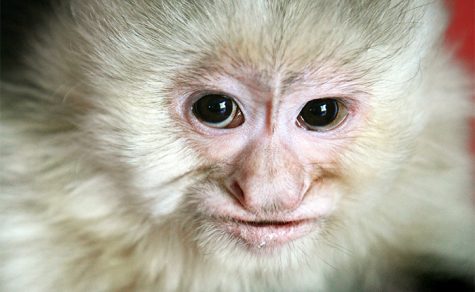 Earth Day Fest to Feature Saltwater Life, Monkey Displays
