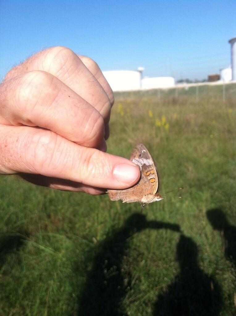 Professor Stephen Lorenz holds a Common Buckeye for students to see.