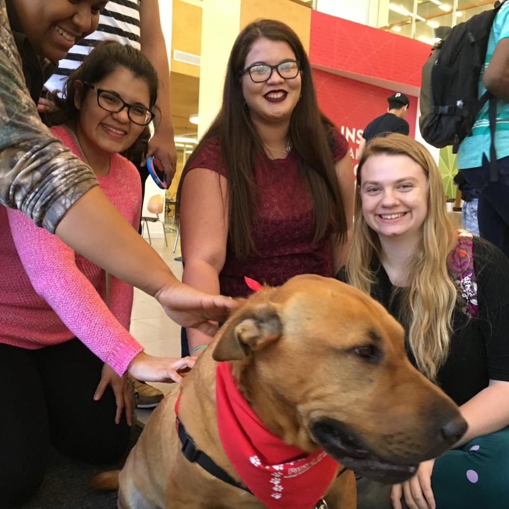 Students relaxed with Mr. Wrinkles last January as part of Campus Rec’s Pet-A-Puppy event.